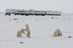 bears-on-tundra-near-buggy