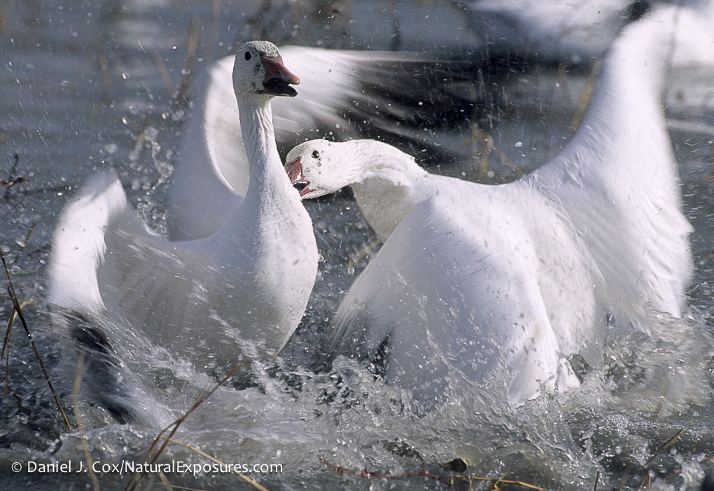 It’s National Wildlife Refuge Week!