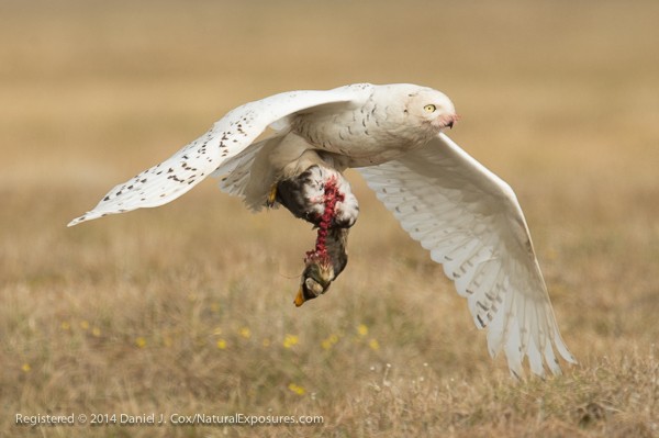 Snowy owl, female flies in to nest site with spectacled eider she has killed and partially consumed. Alaska.
