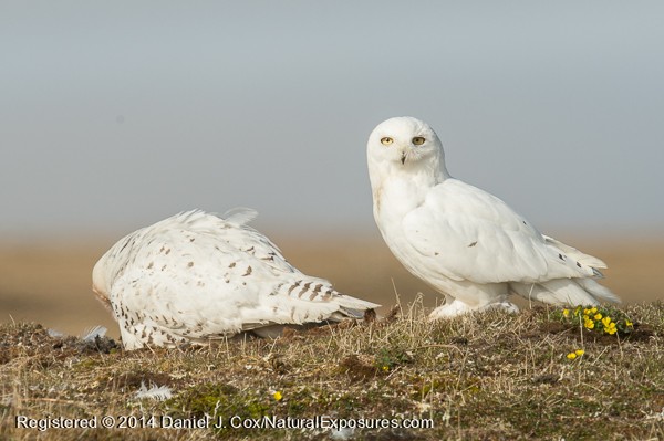 Snowy owl, male and female at nest site. Alaska.