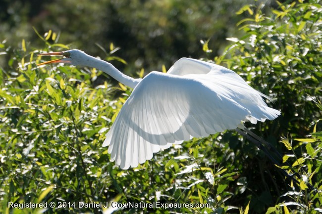 Great Egret, Pantanal, Brazil.