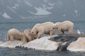 Four polar bears feed on the remains of a dead fine whale