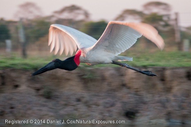 Jabaru stork in flight, Pantanal, Brazil. Lumix FZ1000