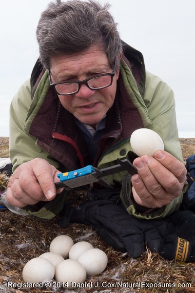 Denver Holt taking measurements of a snowy owl egg. Alaska. .
