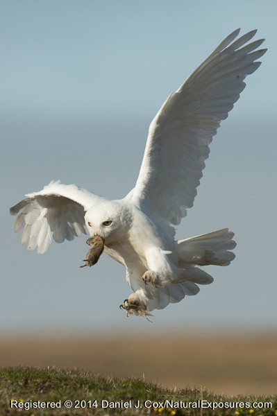 Snowy owl, male brings brown lemming in to nest site. Alaska.