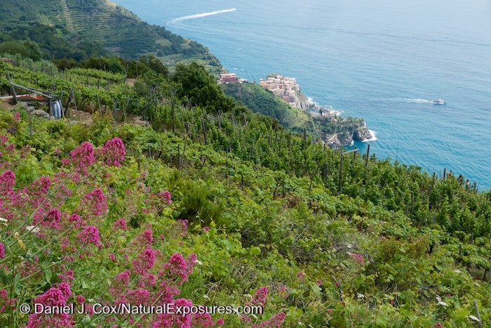 The vineyards above the seaside village of Manarola, Italy. Lumix GX 7 with 12-35mm F/2.8
