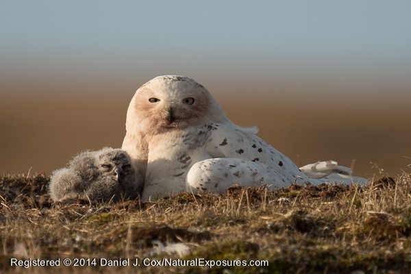 Snowy Owl, female with chicks on nest. Alaska