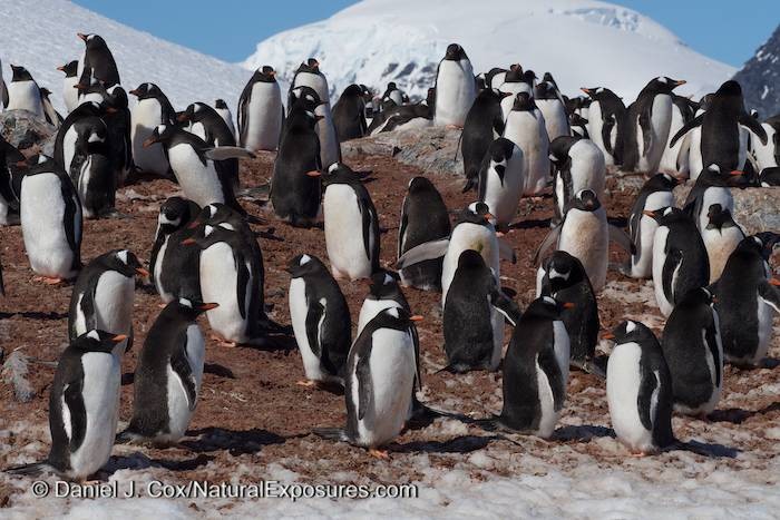 Gentoo Penguin Colony on Cuverville Island. Antarctica. Lumix GH3.