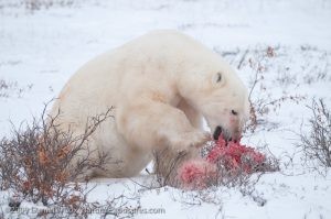 A male polar bear caught on the act of infanticide and cannibalism.