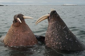 Two walrus sparring with dagger like tusks