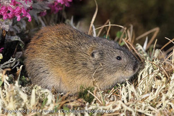 Brown lemming on the tundra. Alaska