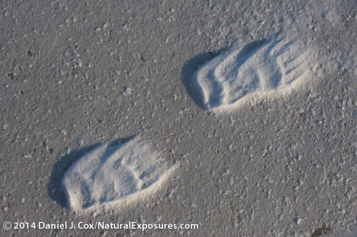 The weight of a polar bear compacted the snow on this frozen lake. Surrounding snow was blown away by the wind to create these tracks on the icy.