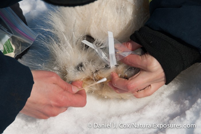 Katrina Knott, research assistant for USGS, swabs the inside area between a female polar bears toes. It's thought that female polar bears possibly give off a scent through their feet during estrus. Kaktovik, Alaska.