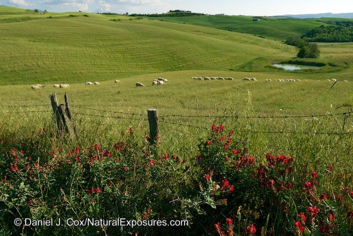 A flock of sheep graze on the colorful Tuscan countryside. Italy