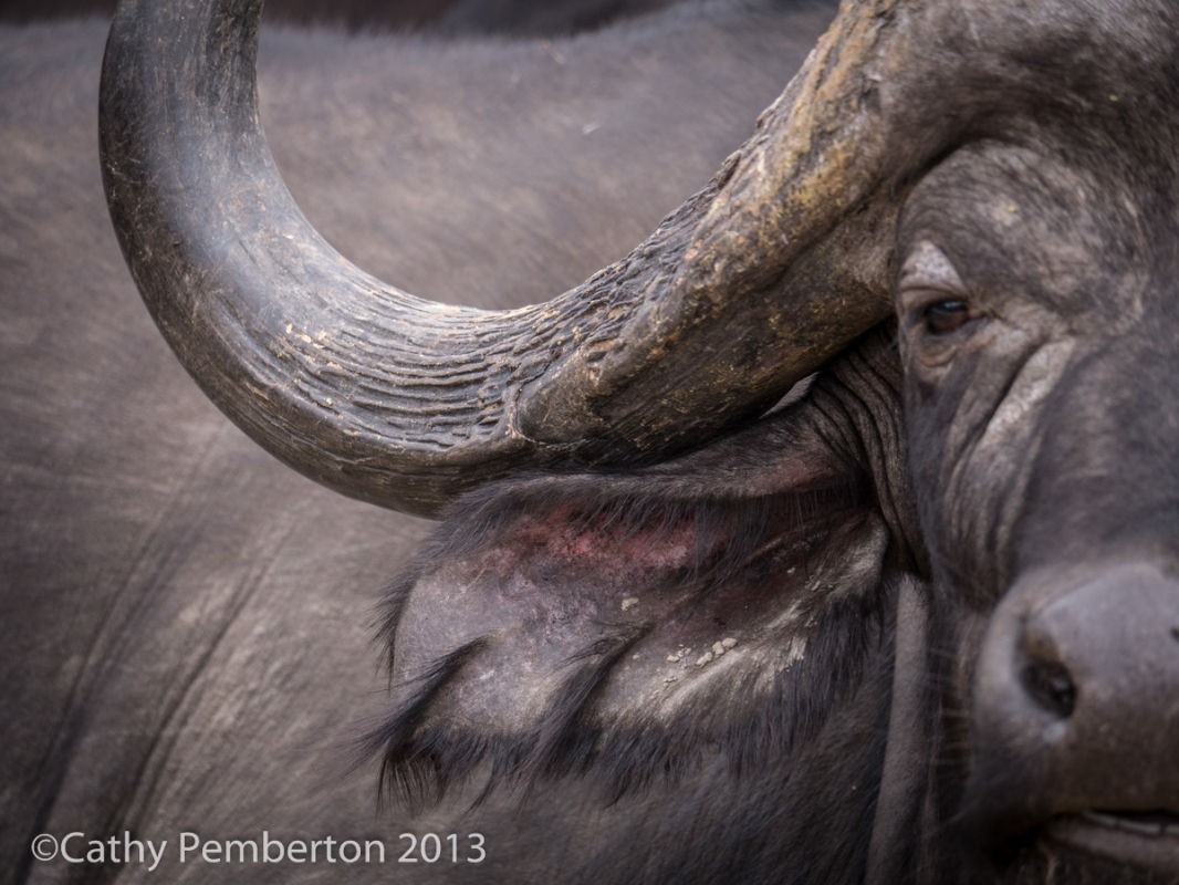 Cathy's terrific eye saw the shape and form of just a part of this buffalo and made a beautiful picture. 