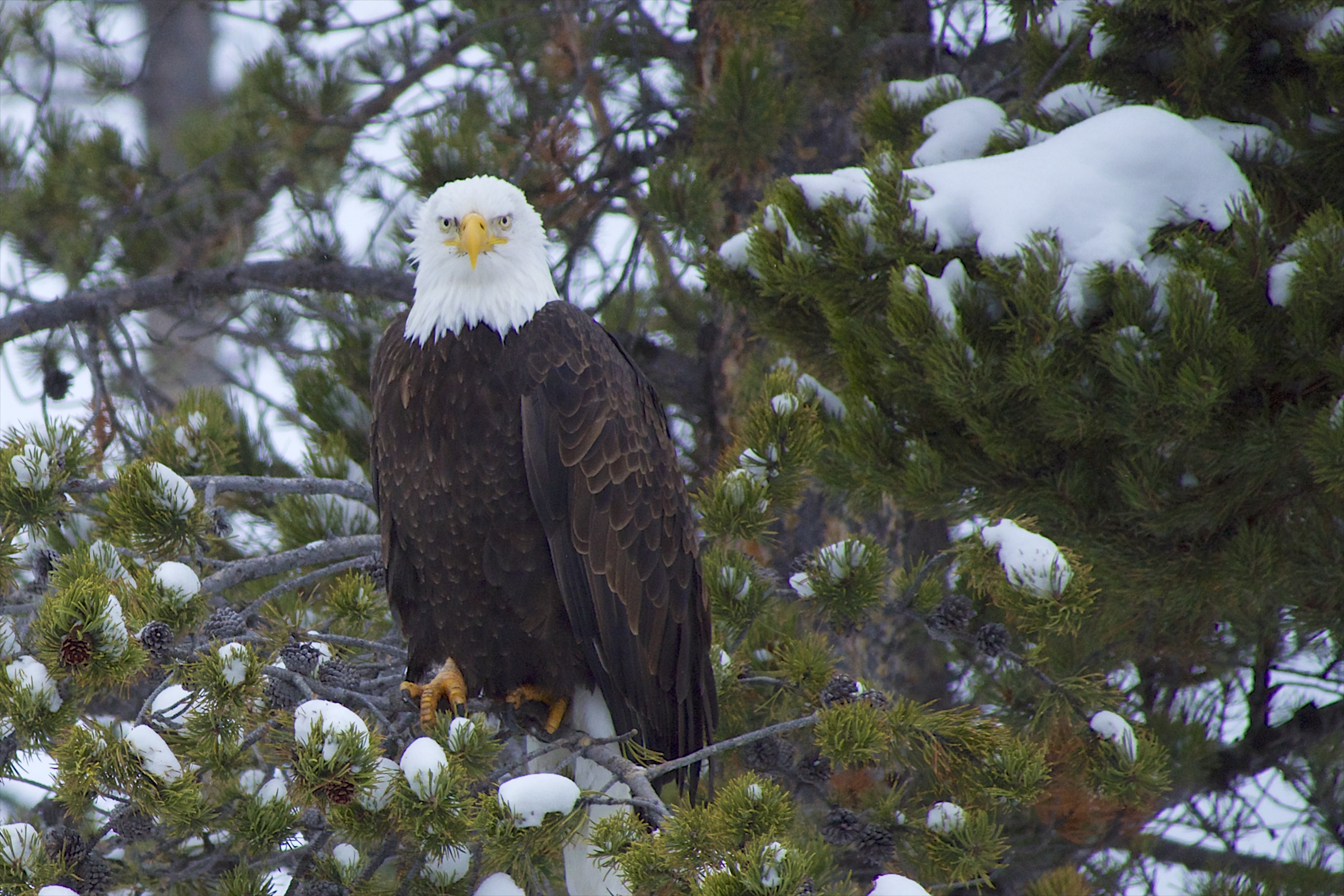 Yellowstone Photo Tour 2014 – Day 3