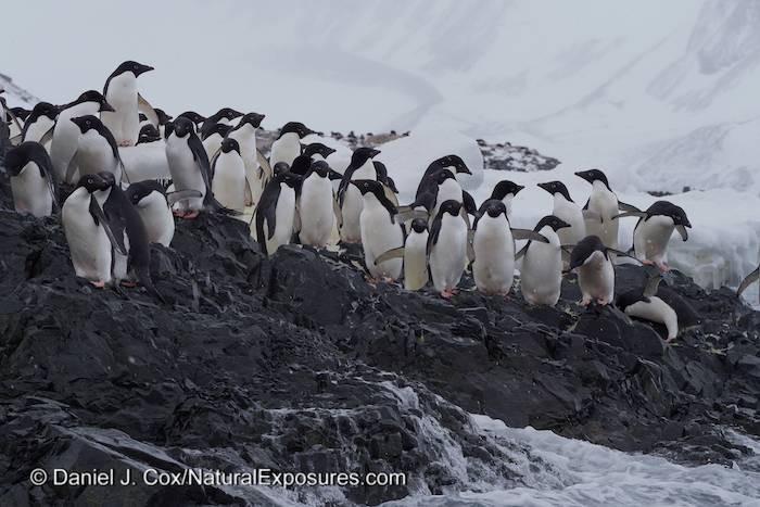Seabourn Quest Cruise to Antarctica: Hope Bay and Esperanza Base