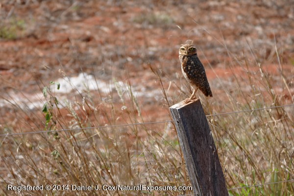 A burrowing owl sits on q fence post near it's new in the ground. Lumix ZF1000