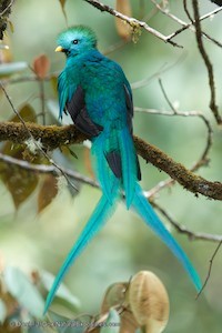 Resplendent quetzal, Costa Rica
