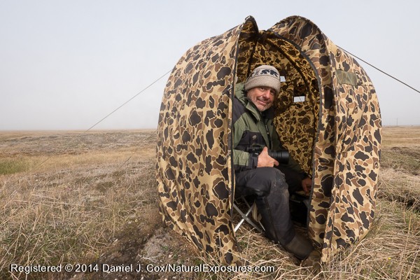 Snowy owl shoot, dan in the blind near nest site. Alaska.