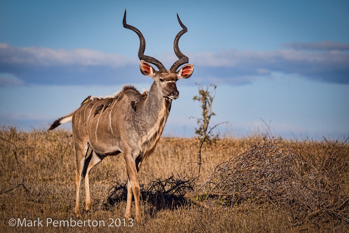 South Africa had an amazing number of these beautiful Kudu's. 