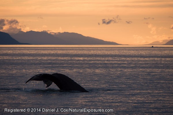 A beautiful sunset ends the day on Fredric's Sound in SE Alaska.