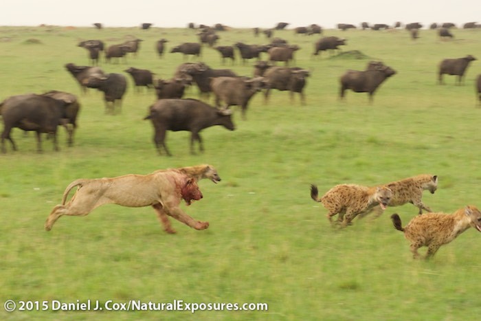 A young male lion puts sprints out to chase hyenas that keep pestering the feasting pride. Masai Mara Game Reserve, Kenya. Lumix GH4 with Olympus 40-150mm F/2.8. ISO 320
