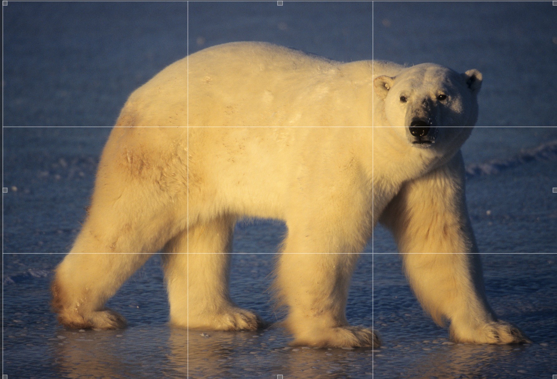Question from Bruce Faanes, Polar Bear Photo Tips