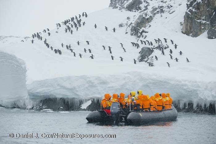 Seabourn Quest guests take a Zodiak ride to see the largest colony of Adelie penguins on the Antarctica Peninsula at Esperanza Base. Nikon D800 with 80-400mm lens.