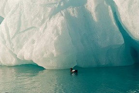 A guillemot fishes at the edges of an iceberg