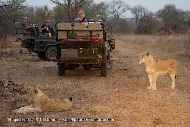 South Africa, Londolozi Game Reserve.