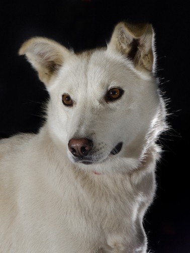 Portrait of a beautiful sled dog in need of a home. 
