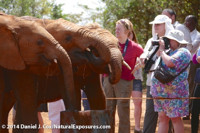 NE Explorers Sue, Alison and Lynn enjoy the up close and personal view of the orphaned elephants at the The David Sheldrick Wildlife Trust elephant orphanage near Nairobi, Kenya