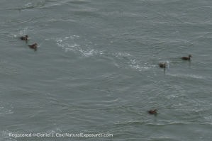 Eider Ducks