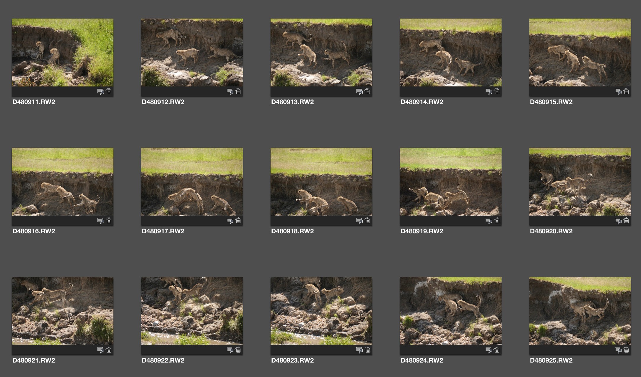 A trio of young cheetah cubs run back and forth across the natural rubble along a stream back. It was very tough to keep them in the frame properly since I couldn't see the their movement due to the 6FPS burst showing in sequence in the viewfinder even though image review was turned off. 