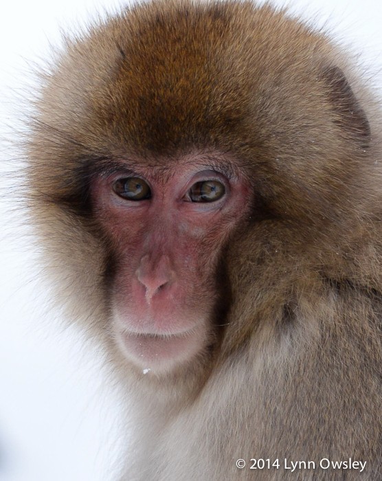 A beautiful portray of a Japanese Macaque AKA Snow Monkey on the island of Hokiado, Japan