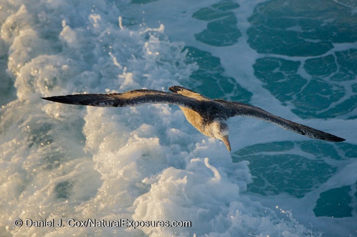 A Giant Petrel follows the Seabourn Quest on searching for anything kicked up by the large ship propellers.