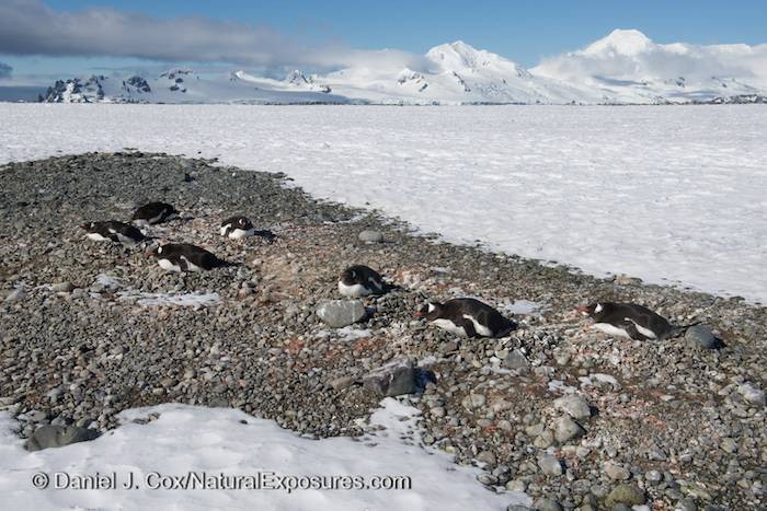 Around Cape Horn, on to Ushuaia & Punta Arenas