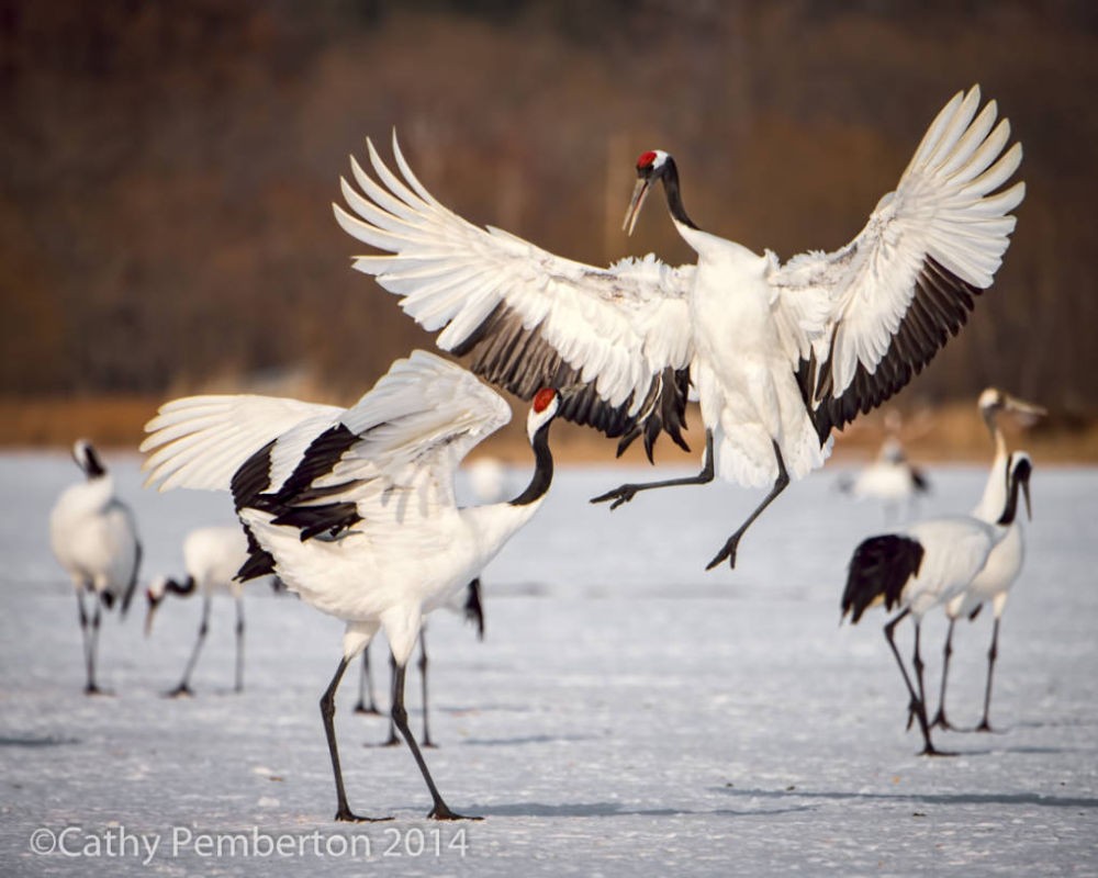 A pair of Crowned Cranes in courtship display, Hokaido, Japan. 