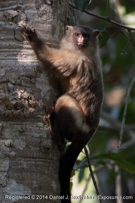 A beautiful Black-tailed Marmoset makes it's way down a tree in to position for a good photo. Lumix FZ1000