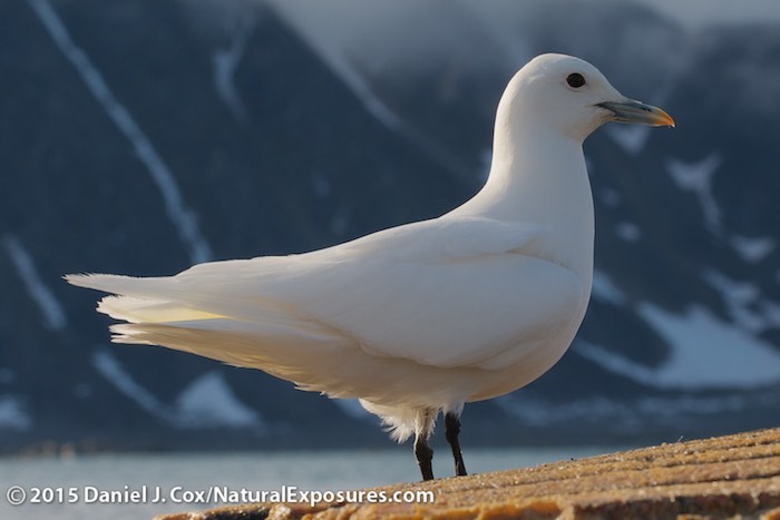 An Ivory Gull perched on the floating remains of a dead whale it was feeding on. Svalbard, Norway