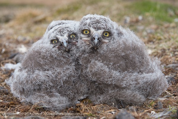 Snowy owl chicks starting to move out on the tundra from nest. Alaska.