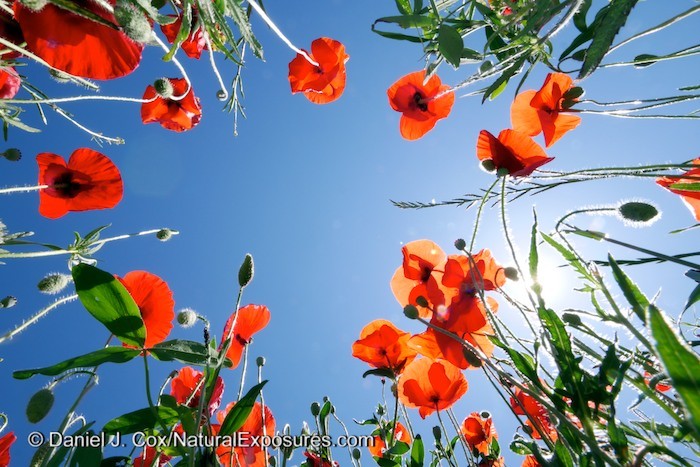 Red poppy's growing in the Tuscany region of Italy. Lumix GM1 with 12-32mm