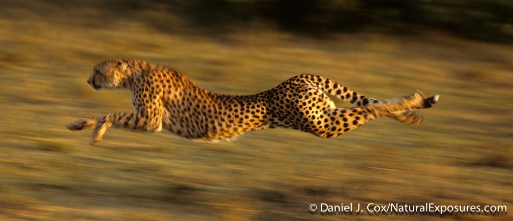 Keeping Aperture Running Like a Cheetah