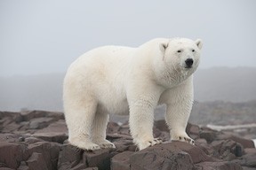 A large beautiful male.