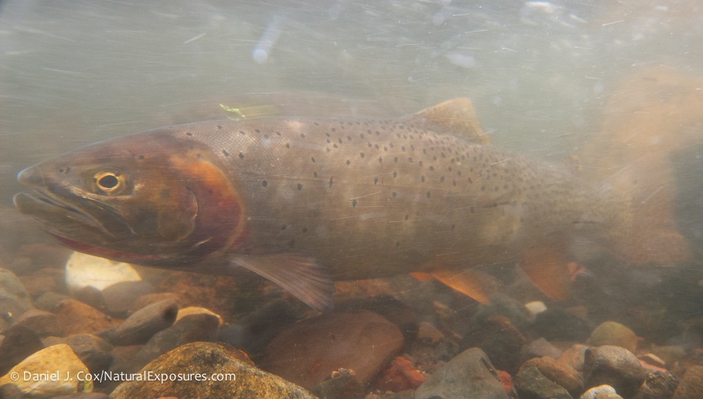 Goodbye to cutthroat trout?