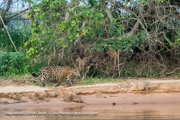  A jaguar walks the sand bars of the Cuiaba River after the sun had set and in near dark conditions. This image was shot with the Lumix FZ1000 at ISO 3200. Click on the image to see a larger, full size sample.