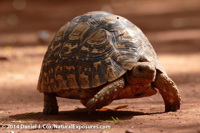 Leopard tortoise in the exhibit at the Giraffe Center near Nairobi, Kenya