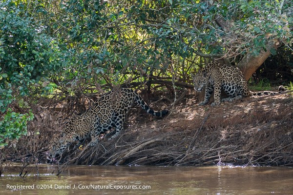 The Lumix Diaries: Adventures in the Pantanal (Continued)