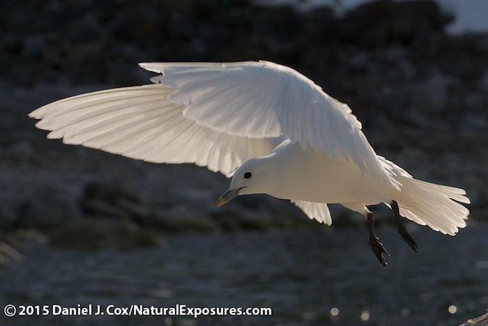 An Ivory Gull comes in on the wind in Svalbard, Norway